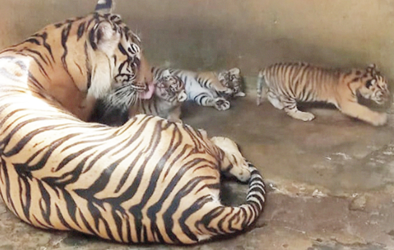 Harimau Sumatera dan bayinya di Maharani Zoo & Goa (Mazola) Lamongan. (Foto:Nasih/ngopibareng.id)