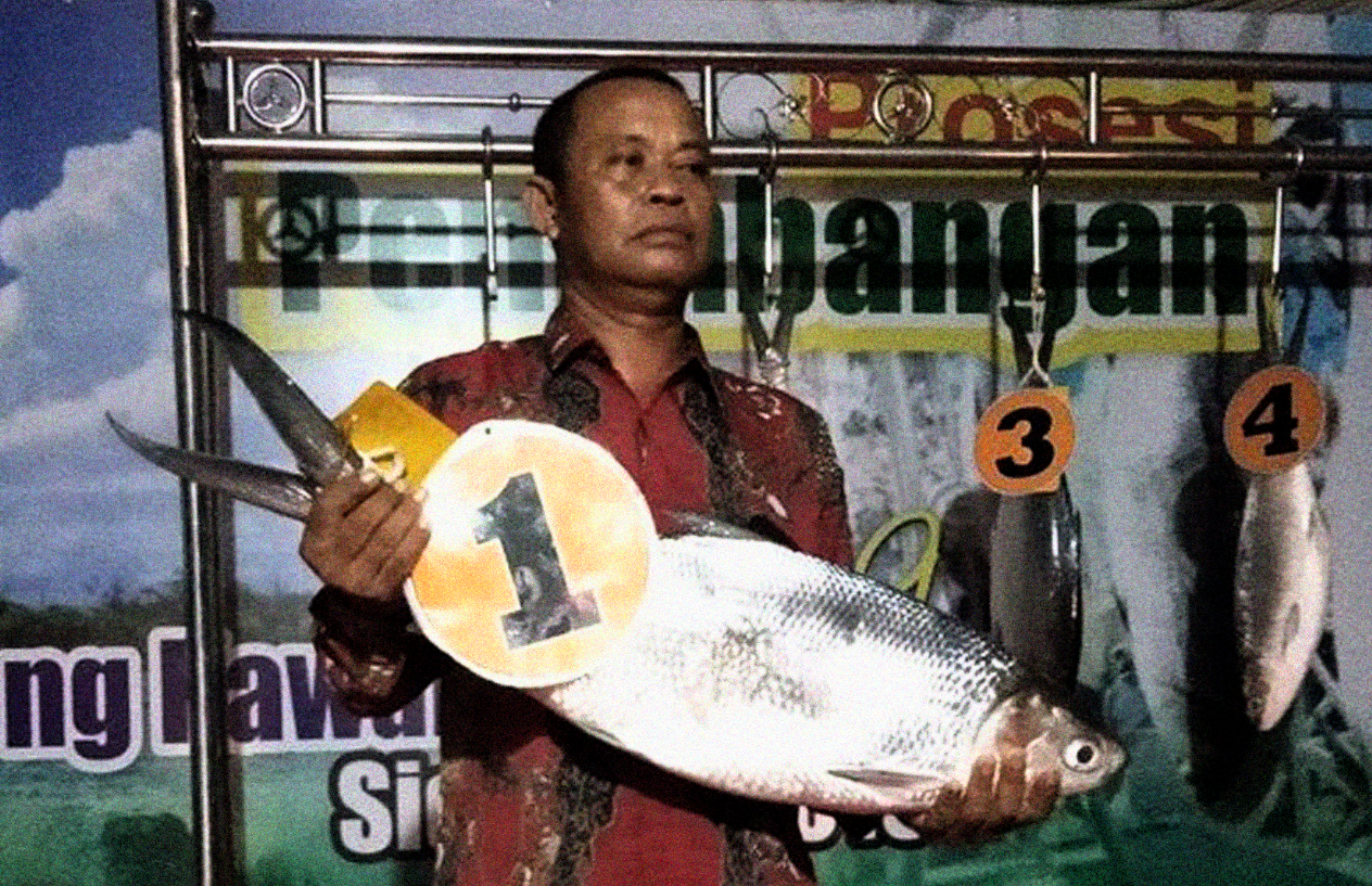 M Sanaji menunjukkan ikan bandeng dengan berat 7,66 kg. (Foto: Ant)