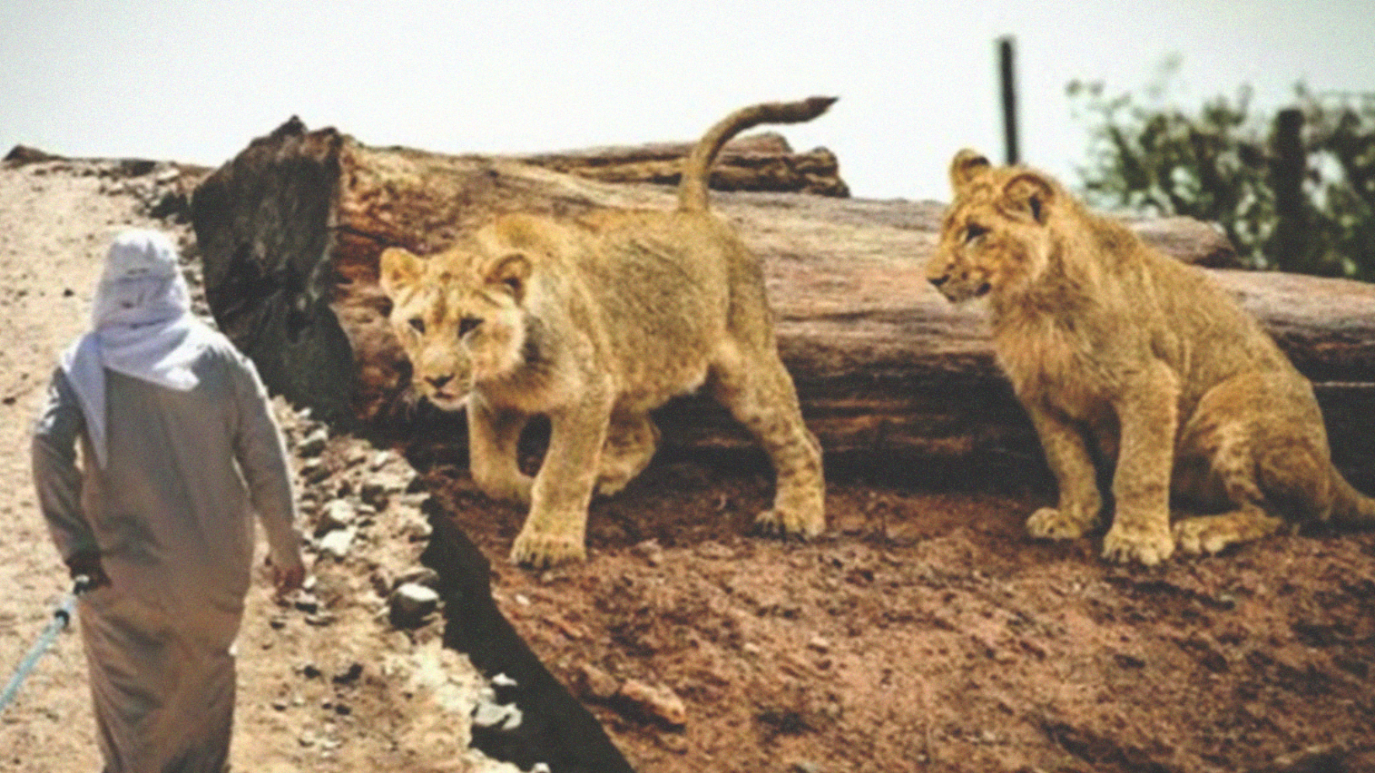 Ilustrasi seorang berhadapan dengan singa-singa ganas. (Foto: Istimewa)