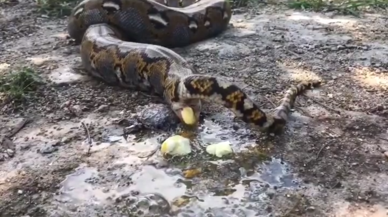 Video ular mengeluarkan kotoran (Dok @makassar_iinfo)
