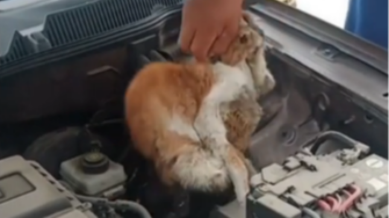 Kucing terjebak di mesin mobil. (Foto: Dok @makassar_iinfo)