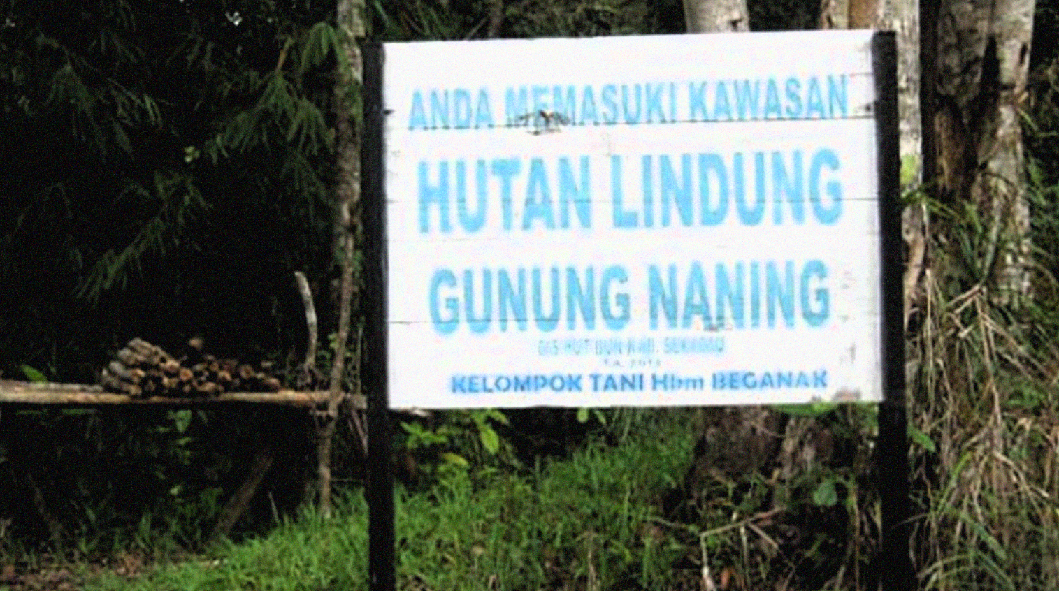 Ilustrasi kawasan hutan lindung Kalimantan Barat, yang sebagiannya dikeluarkan dan dibagi-bagi. (Foto:Antara).