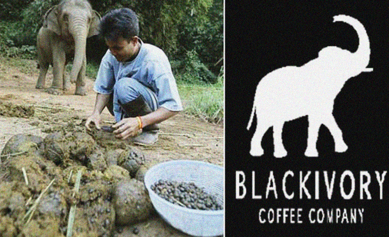 Kopi Gajah, seorang pekerja sedang memunguti kopi yang ada di kotoran gajah di Thailand, dan merk  Black Ivory Coffee. (Foto:Istimewa)