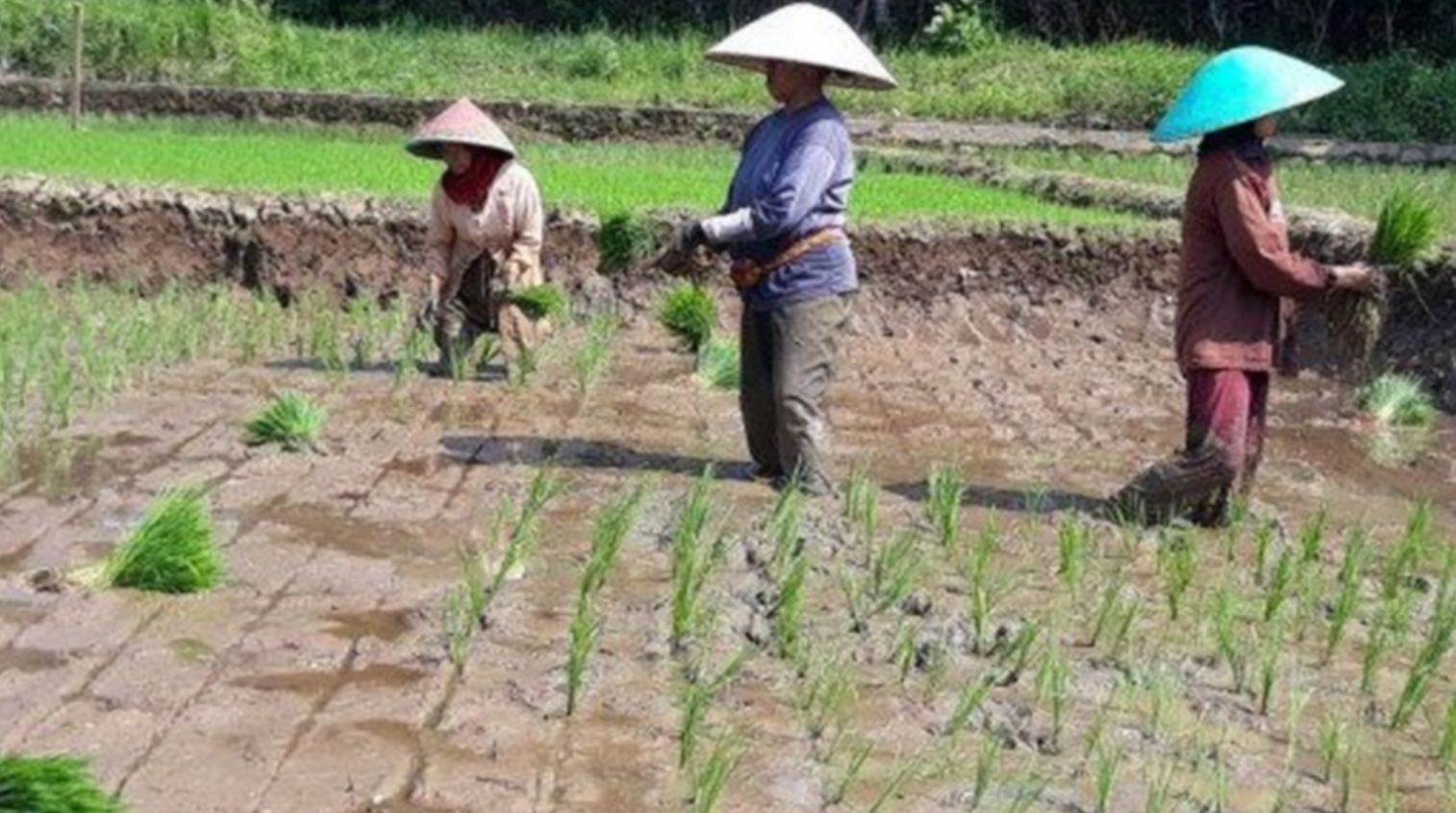 Ilustrasi petani sedang menanam padi. (Foto: Ant)
