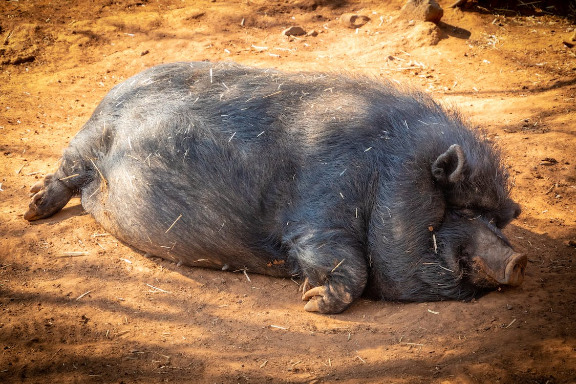 Warga di Depok menangkap babi dengan telanjang bulat dan memotongnya. Warga yakin jika babi itu adalah babi ngepet. (Foto: unsplash.com)