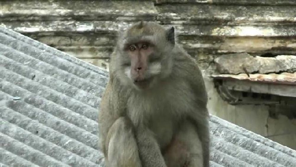 Monyet ini biasa “blusukan” di RSUD dr Moh. Saleh, Kota Probolinggo. (Foto: Ikhsan Mahmudi/Ngopibareng.id)