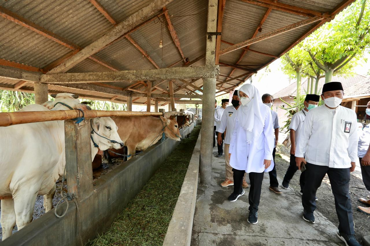 Bupati Banyuwangi Ipuk Fiestiandani meninjau ternak sapi warga didampingi Kepala Dinas Pertanian dan Tanaman Pangan Arif Setiawan (foto:Muh Hujaini/Ngopibareng.id)