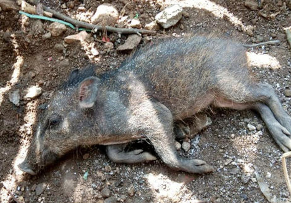 Babi ngepet korban rekayasa Adam Ibrahim di Depok. (Foto: tangkapan layar via liputan 6)