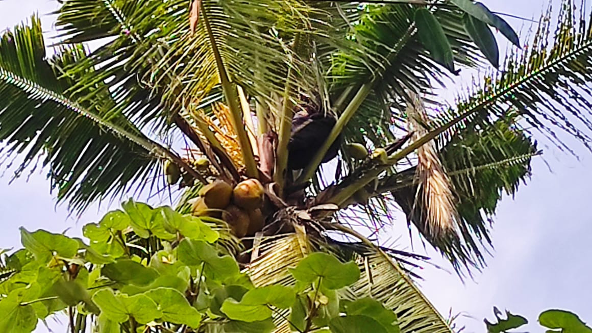 Suroso tertidur pulas di pohon kelapa. Pria ini mengaku tidak tahu kapan dan mengapa dirinya bisa berada diatas pohon kelapa itu (foto:istimewa)