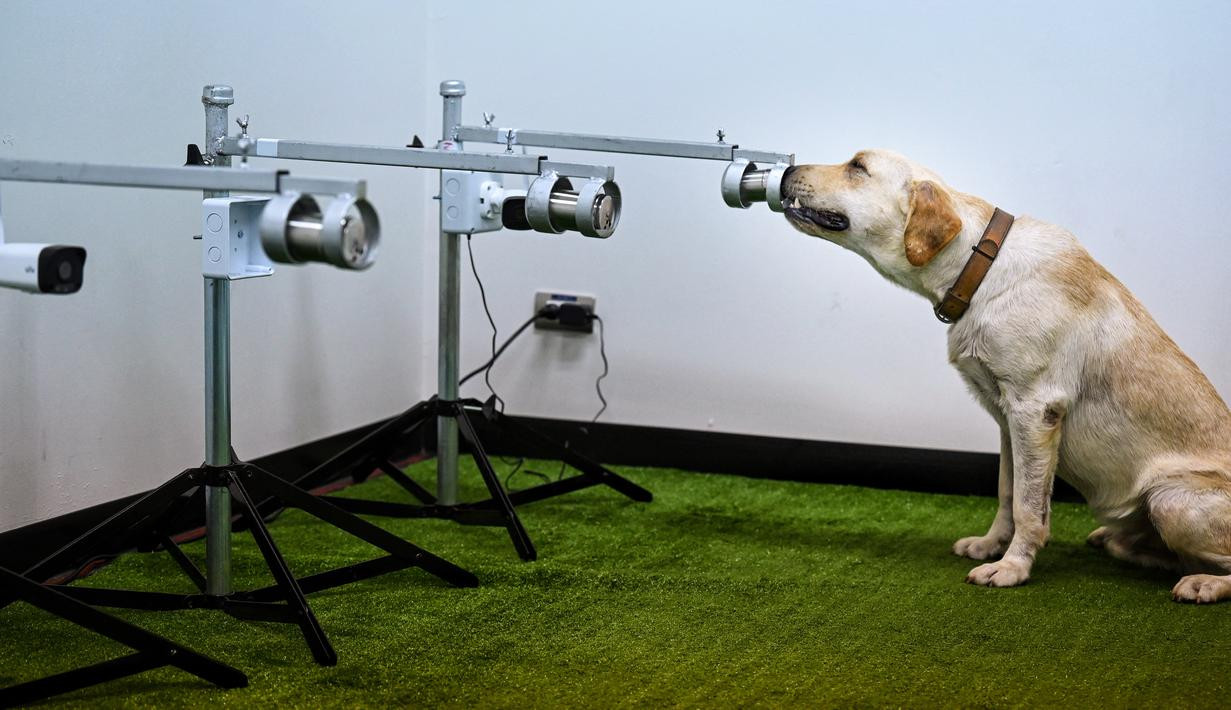 Anjing Labrador berlatih melakukan deteksi Covid-19 dari sempel bau keringat di Universitas Chulalongkorn Bangkok. (Foto: AFP)