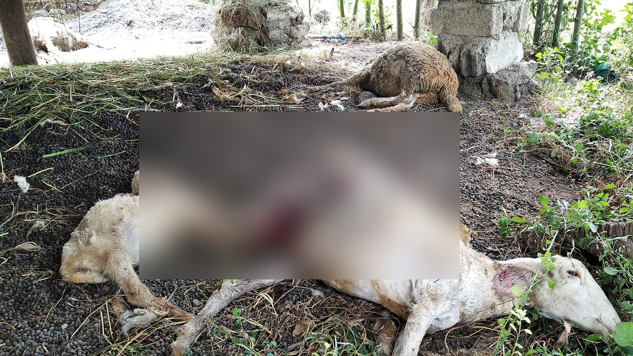 Domba milik warga yang mati misterius dengan bekas gigitan di leher. (Foto: Istimewa)