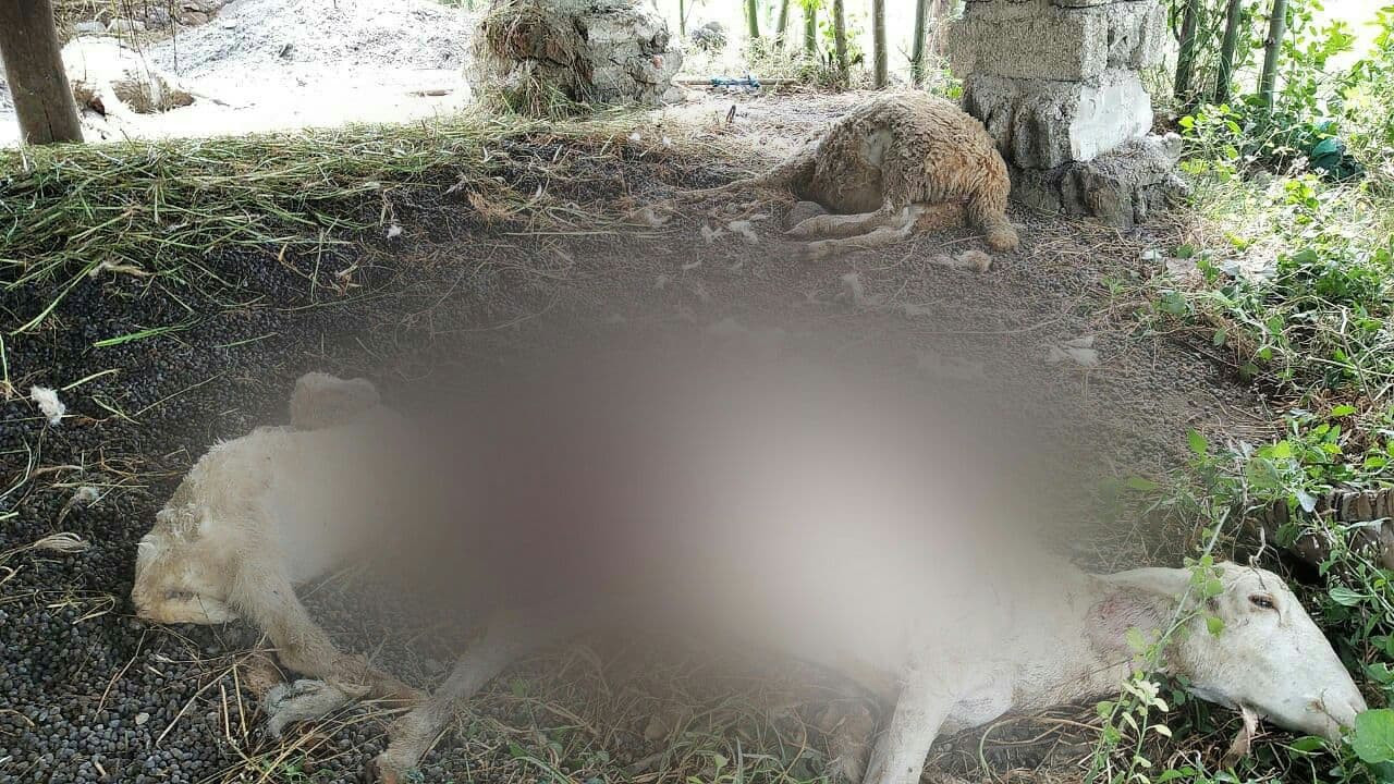 Domba milik warga yang mati misterius di sekitar kandangnya (foto:istimewa)