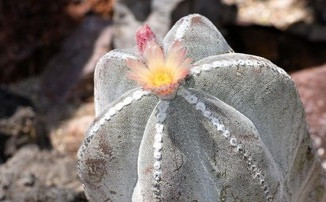 Kaktus berjenis Copiapoa dan Eriosyce itu tumbuh di wilayah kering di Chile utara. (Foto: NYT)