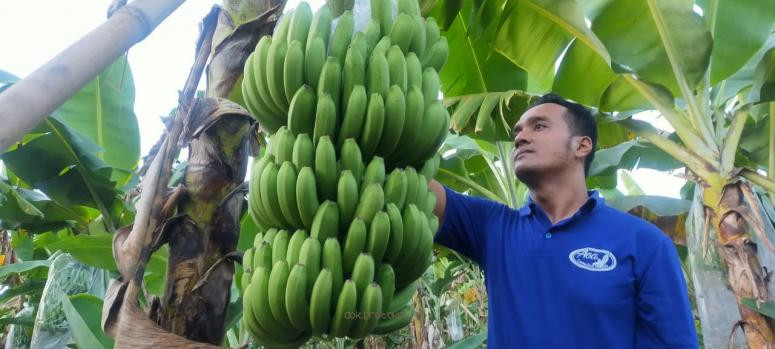 Muhammad Sidiq, 32 tahun, petani asal Dusun Lodo, Desa Kalirejo, Kecamatan Gondangwetan, Kabupaten Pasuruan sudah merasakan manisnya keuntungan dari menanam pisang cavendish. (Foto: Dok Pasuruan)