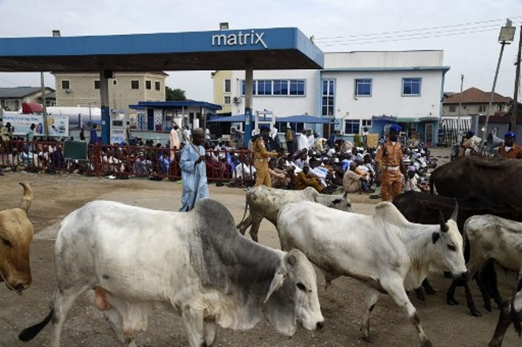 Suasana di desa di Nigeria dipenuhi ternak sapi. (Foto: afp)
