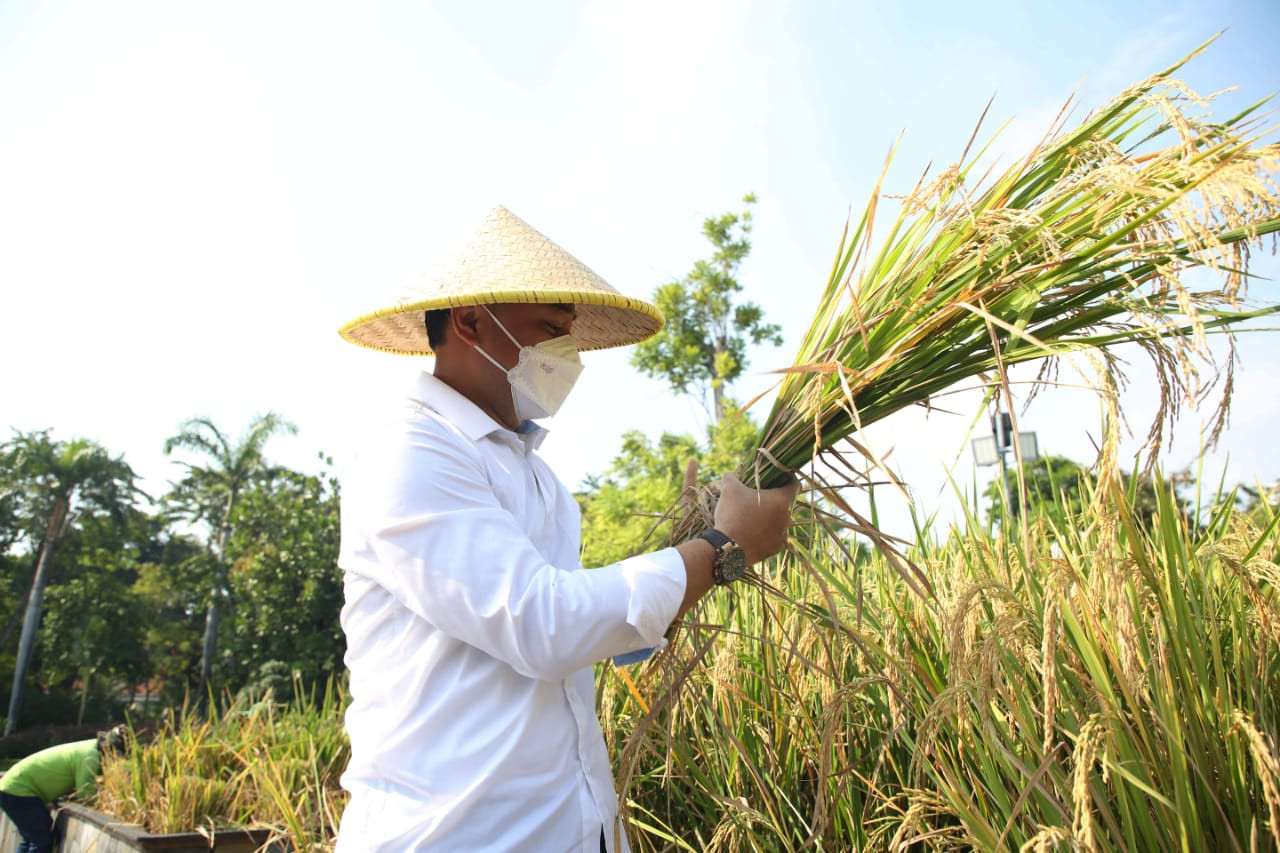 Walikota Surabaya, Eri Cahyadi, saat memanen padi yang ditanam di halaman Balai Kota, Surabaya, Rabu 9 Juni 2021. (Foto: istimewa)