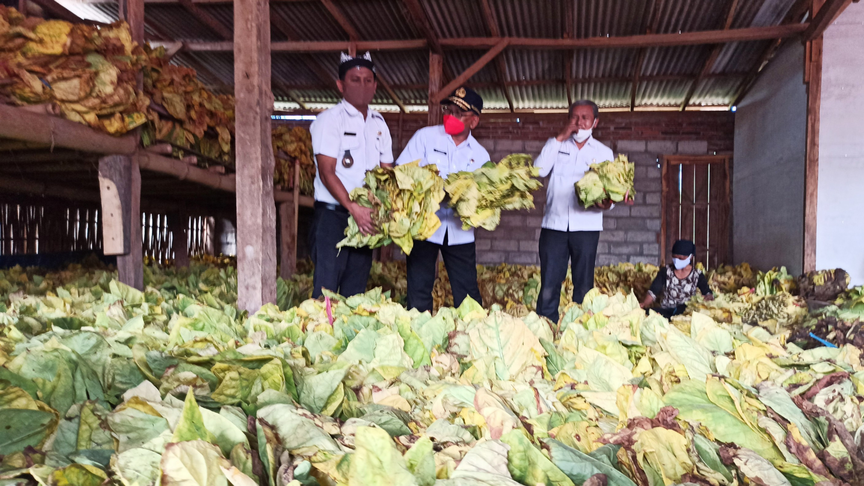 Wakil Bupati Banyuwangi Sugirah (tengah) menunjukkan daun tembakau yang dipanen (Foto: Muh Hujaini/Ngopibareng.id)