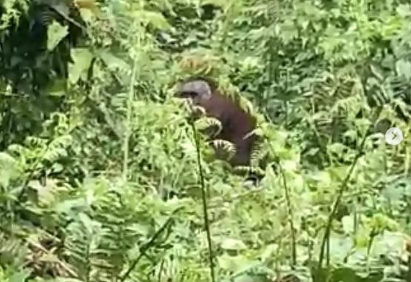 Orangutan yang sempat viral tengah kebingungan mencari habitanya, telah dipulangkan ke habitat barunya di Taman Nasional Kutai, di Kalimantan. (Foto: Instagram)
