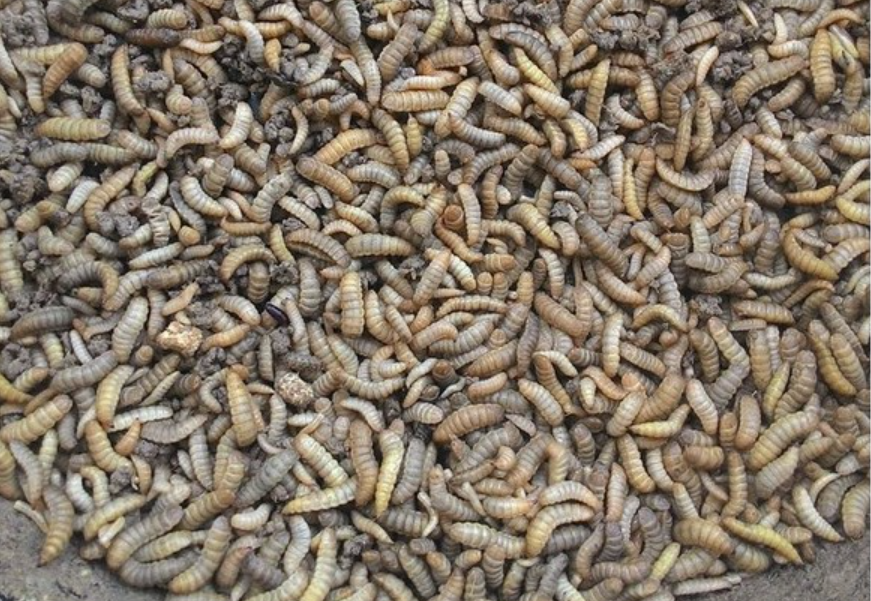 Maggot dari bayi larva BSF. (Foto: peternakankita)
