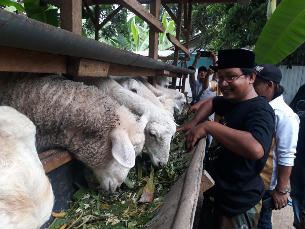 Puluhan ekor kambing yang diberi makan kombinasi. (Foto: Choirul Anam/Ngopibareng.id)