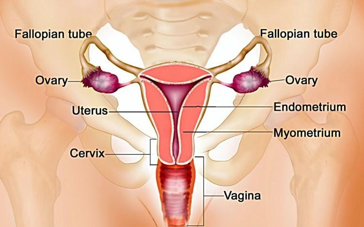 Ilustrasi organ reproduksi perempuan. (Grafis: Istimewa)