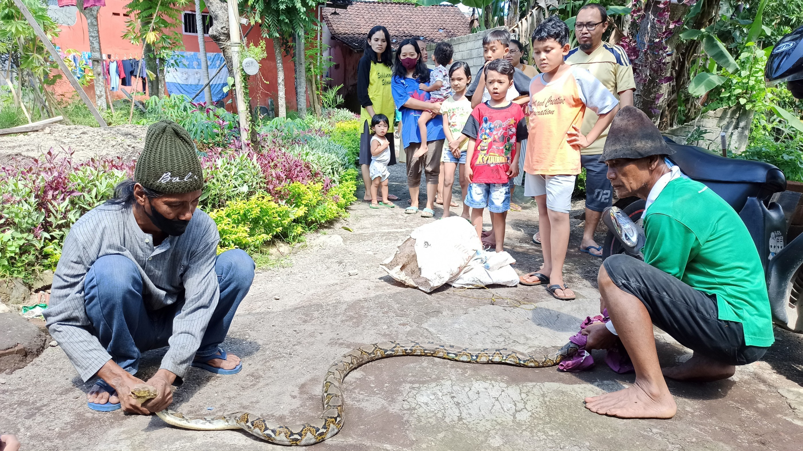 Warga melihat ular phyton Retik yang diamankan setelah memangsa induk ayam (Foto: Muh Hujaini/Ngopibareng.id)