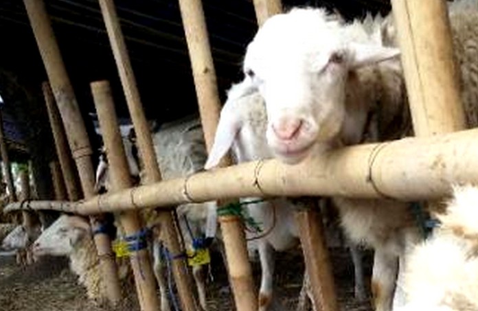 Menjelang Idul Adha 1442 Hijriah pada 20 Juli 2021, lesunya penjualan hewan kurban di pasaran dikeluhkan peternak kambing di Bondowoso. (foto: istimewa).