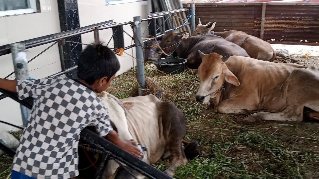 Pasaran hewan kurban lesu,  harga sapi diturunkan.( Foto:Asmanu/ngopibareng.id)