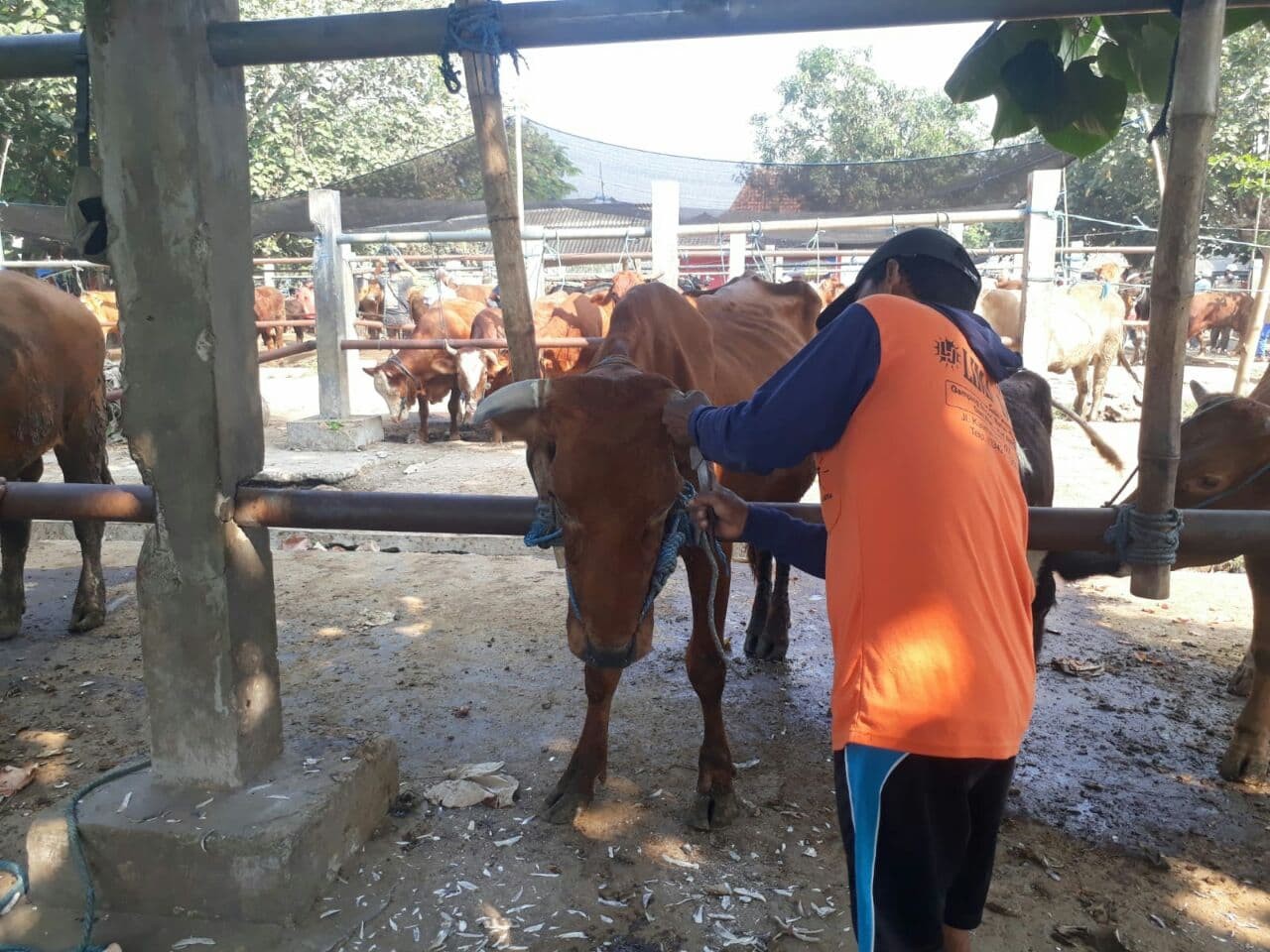 Pekerja Salon Sapi Nurrokhim sedang mempercantik tanduk sapi. (Foto: Choirul Anam/Ngopibareng.id)
