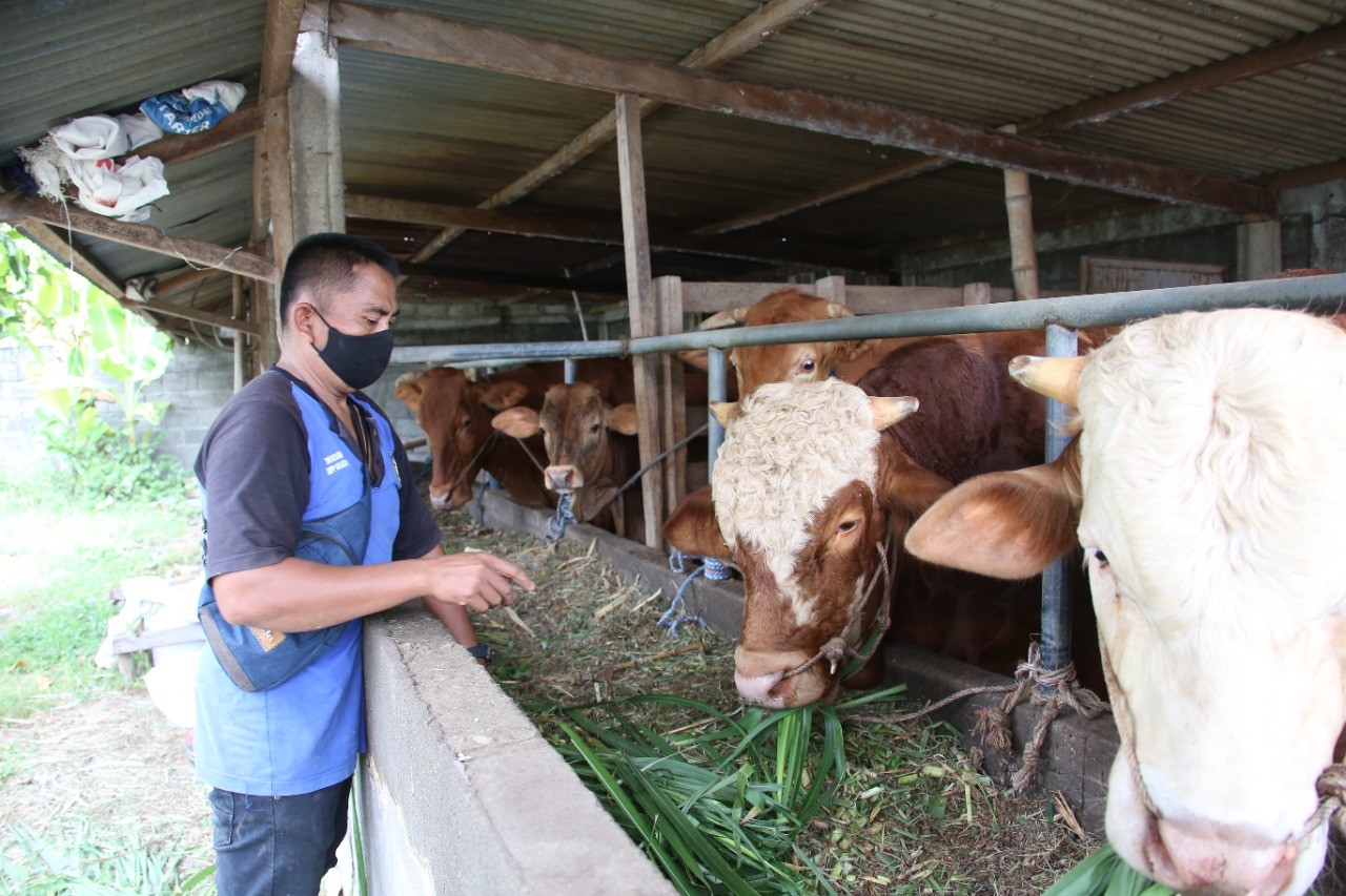 Bupati Kediri Hanindhito Himawan Pramana tengah menyaksikan hewan kurban sapi miliknya. (Foto: Istimewa)