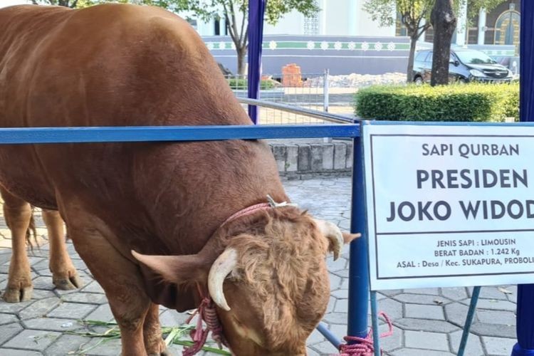 Ilustrasi hewan kurban sapi dari Presiden Jokowi. (Foto: Istimewa)