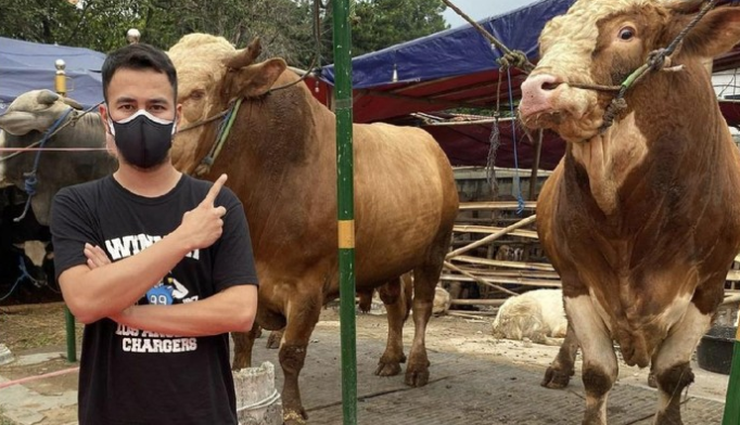Raffi Ahmad pose di depan sapi, hewan kurban miliknya bersama keluarga. (Foto: RANS Entertainment)