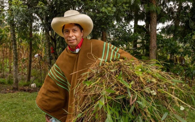 Penampilan Presiden Peru Pedro Castillo saat beraktivitas sebagai penggembala hewan ternak. (Foto: Istimewa)