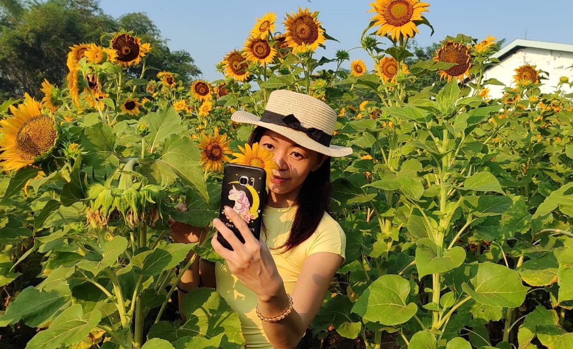 Salah satu pengunjung memanfaatkan momen indah berswafoto di tengah kebun bunga matahari yang sedang mekar. (Foto: Fendhy Plesmana/Ngopibareng.id)