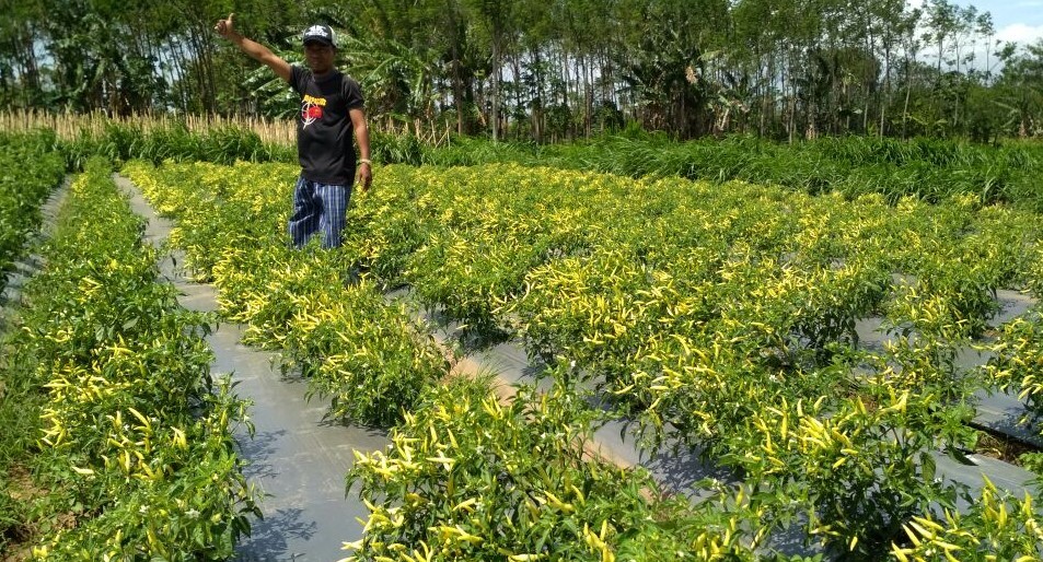 Petani di Probolinggo sedang merawat tanaman cabai rawitnya di kebun. Tetapi harga cabai rawit terus turun. (Foto: Ikhsan Mahmudi/Ngopibareng.id)