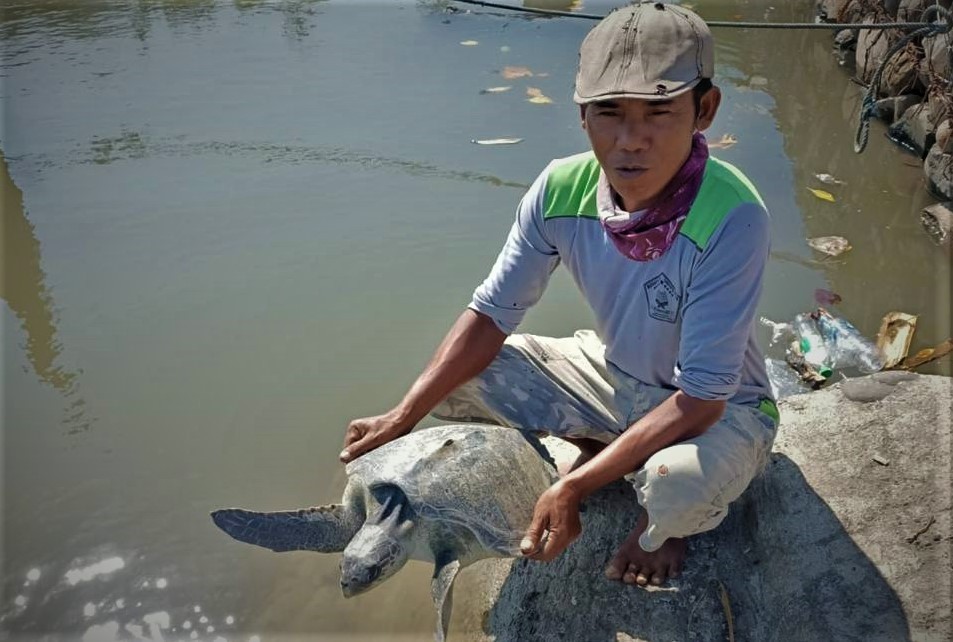 Penyu hijau yang terkena pancing nelayan akhirnya dilepas-liarkan di pantai Desa Pesisir, Kecamatan Gending, Kabupaten Probolinggo. (Foto: Istimewa)