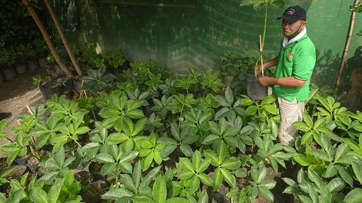 Petani porang (Amorphophallus oncophyllus) Fachril Murad menunjukkan tanaman budidayanya dalam polybag di Padang, Sumatera Barat, Selasa, 20 April 2021. ANTARA