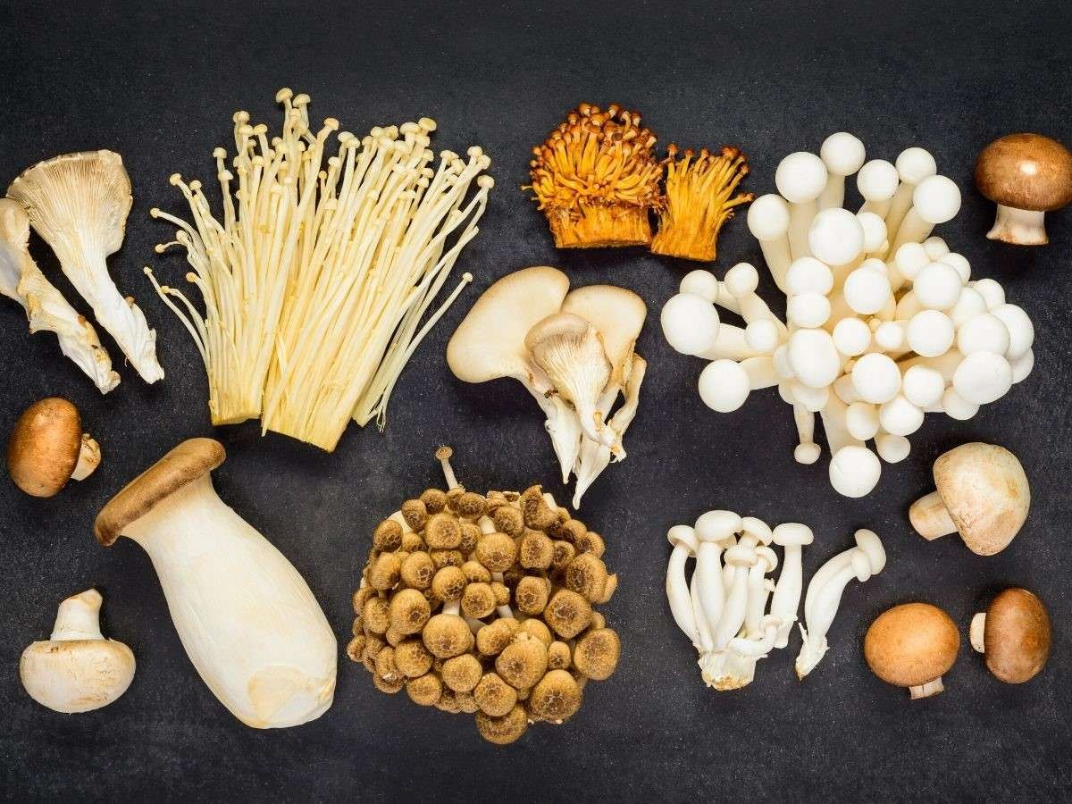 Ilustrasi aneka macam jamur yang biasa dikonsumsi setelah diolah dengan resep khusus. (Foto: Istimewa)