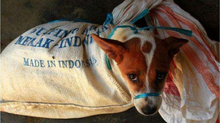 Anjing diikat mulutnya dan dimasukkan ke dalam karung. (Foto: Dog Meat Free Indonesia)
