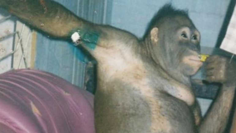 Kisah Poni, seekora orangutan Kalimantan berusia 6 tahun dipaksa jadi budak seks, viral di media sosial. (Foto: suara)