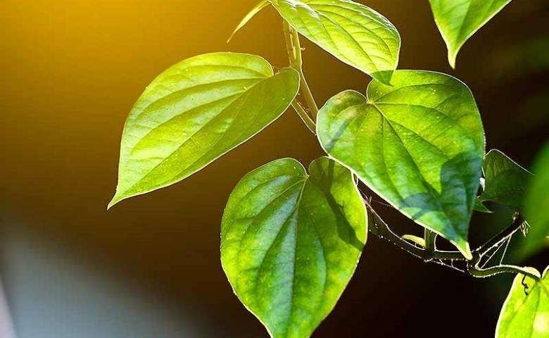 Ilustrasi daun sirih yang mempunyai banyak manfaat bagi kesehatan tubuh. (Foto: Istimewa)