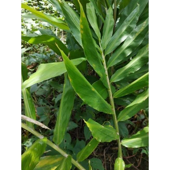 Ilustrasi tanaman temu mangga. (Foto: Istimewa)