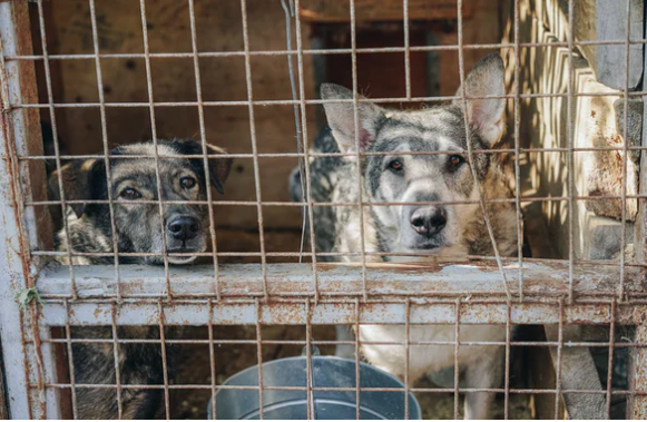 Pedagang daging anjing di Pasar Senen dijatuhi sanksi administratif. (Foto: unsplash)
