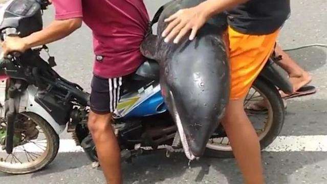Lumba-lumba botol yang diangkut dengan motor. (Foto: Tangkapan layar)