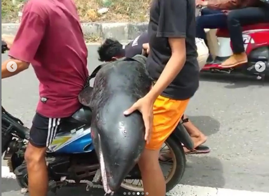 Video berisi lumba-lumba dibonceng menggunakan motor, viral di media sosial. Lumba-lumba terdampar di Bima disebutkan dipakai selfie. (Foto: Instagram)