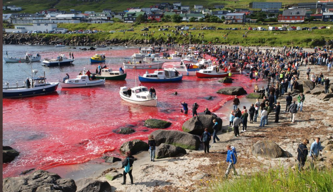 Pembantaian massal 1.400 ekor lumba-lumba di Faroe Island, Denmark, memancing hujatan dari dunia internasional. (Foto: Twitter)
