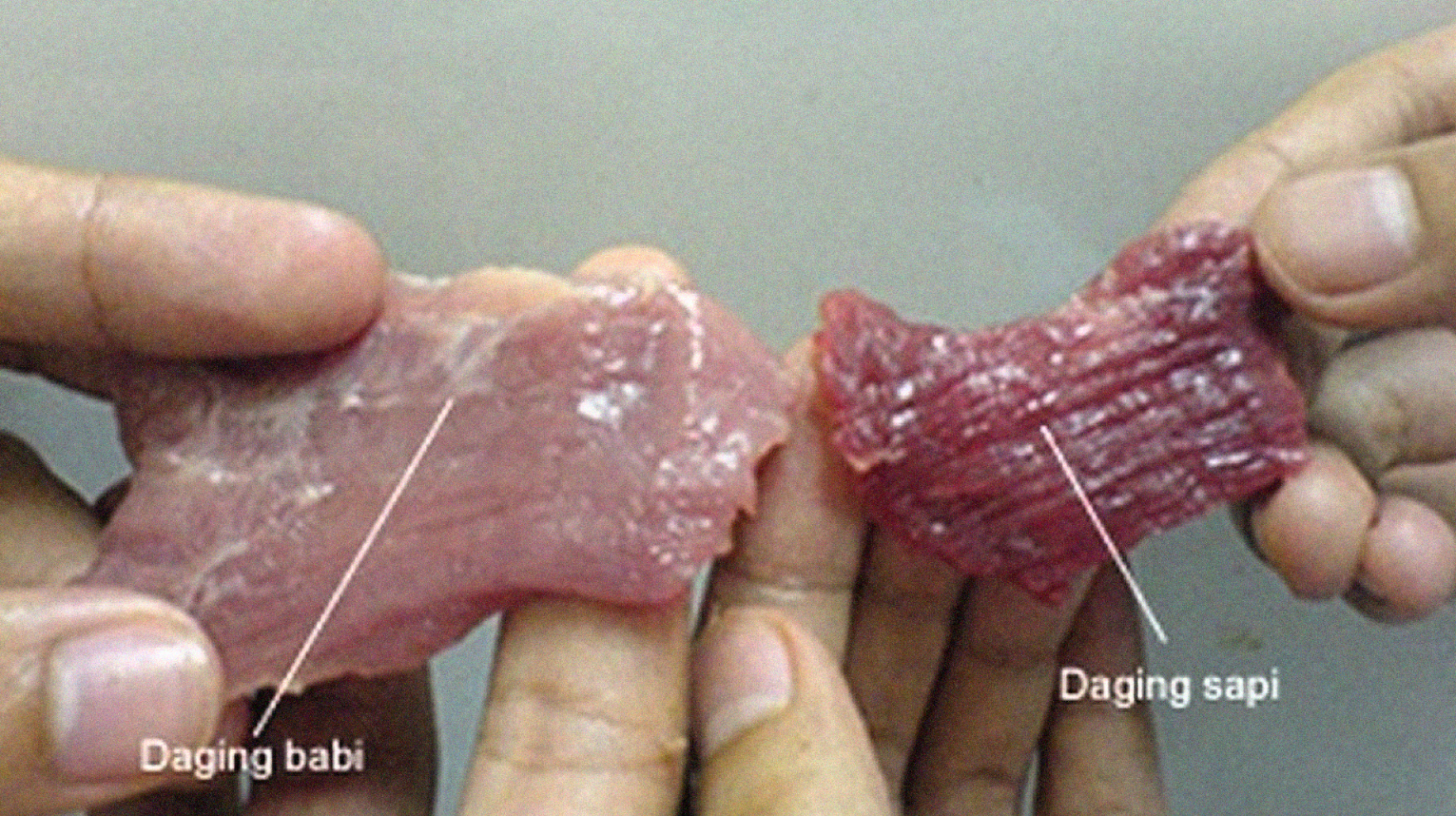 Daging Sapi dan daging babi perlu dicermati perbedaannya. (Foto: mui)