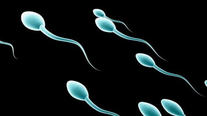Ilustrasi sperma. (Grafis: Istimewa)
