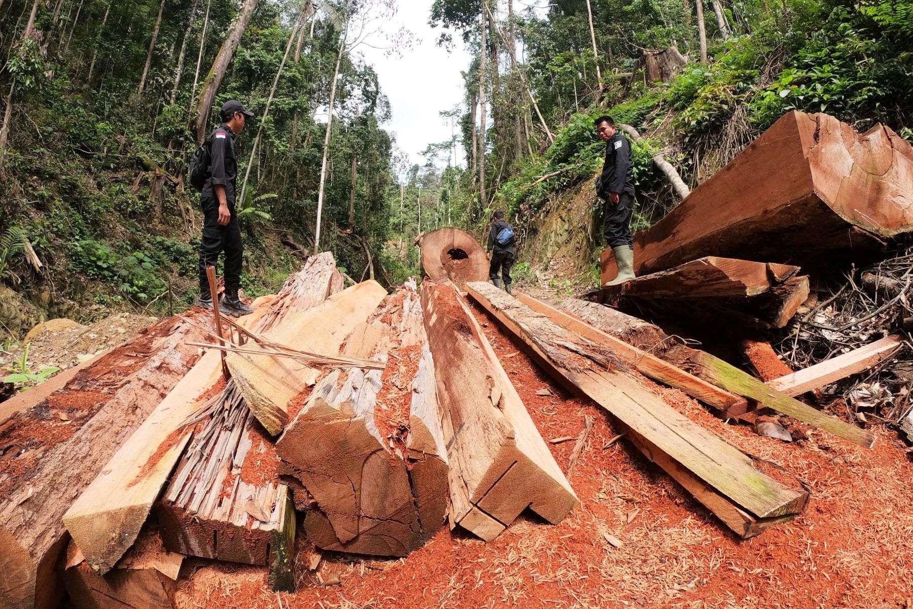 PPLH membongkar penjualan kayu ilegal. (Foto: Dok PPLH)