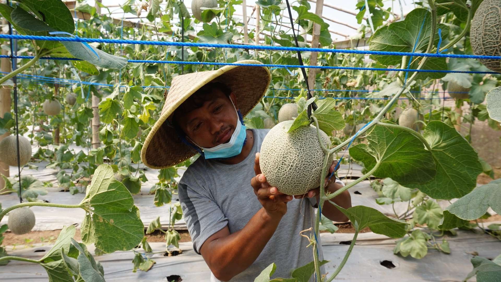 Munir petani buah melon saat merawat di lahan green house miliknya.(Foto: Deni Lukmantara/Ngopibareng)